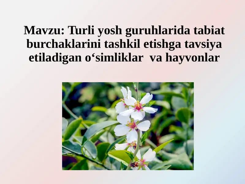 Turli yosh guruhlarida tabiat burchaklarini tashkil etishga tavsiya etiladigan o‘simliklar  va hayvonlar