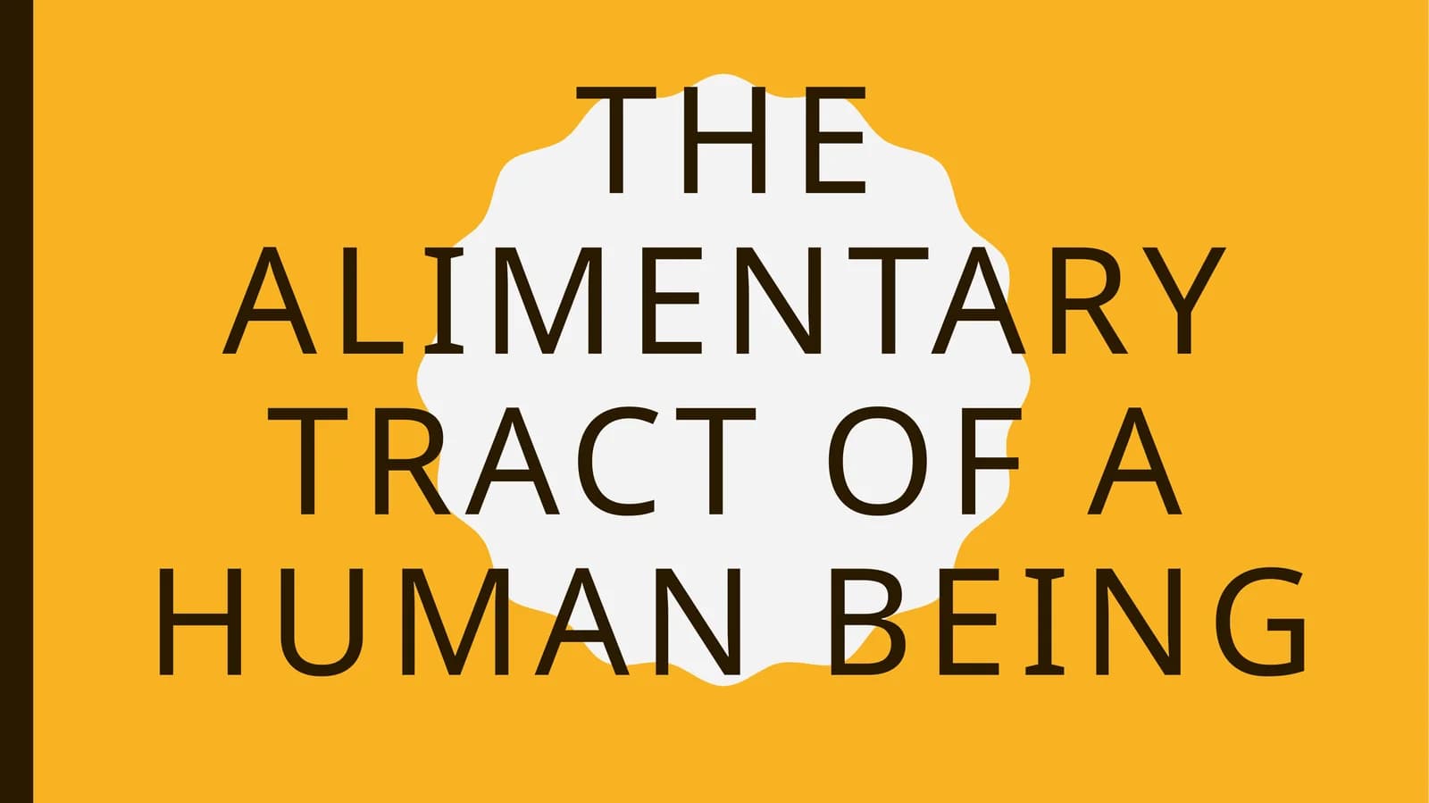 THE ALIMENTARY TRACT OF A HUMAN BEING