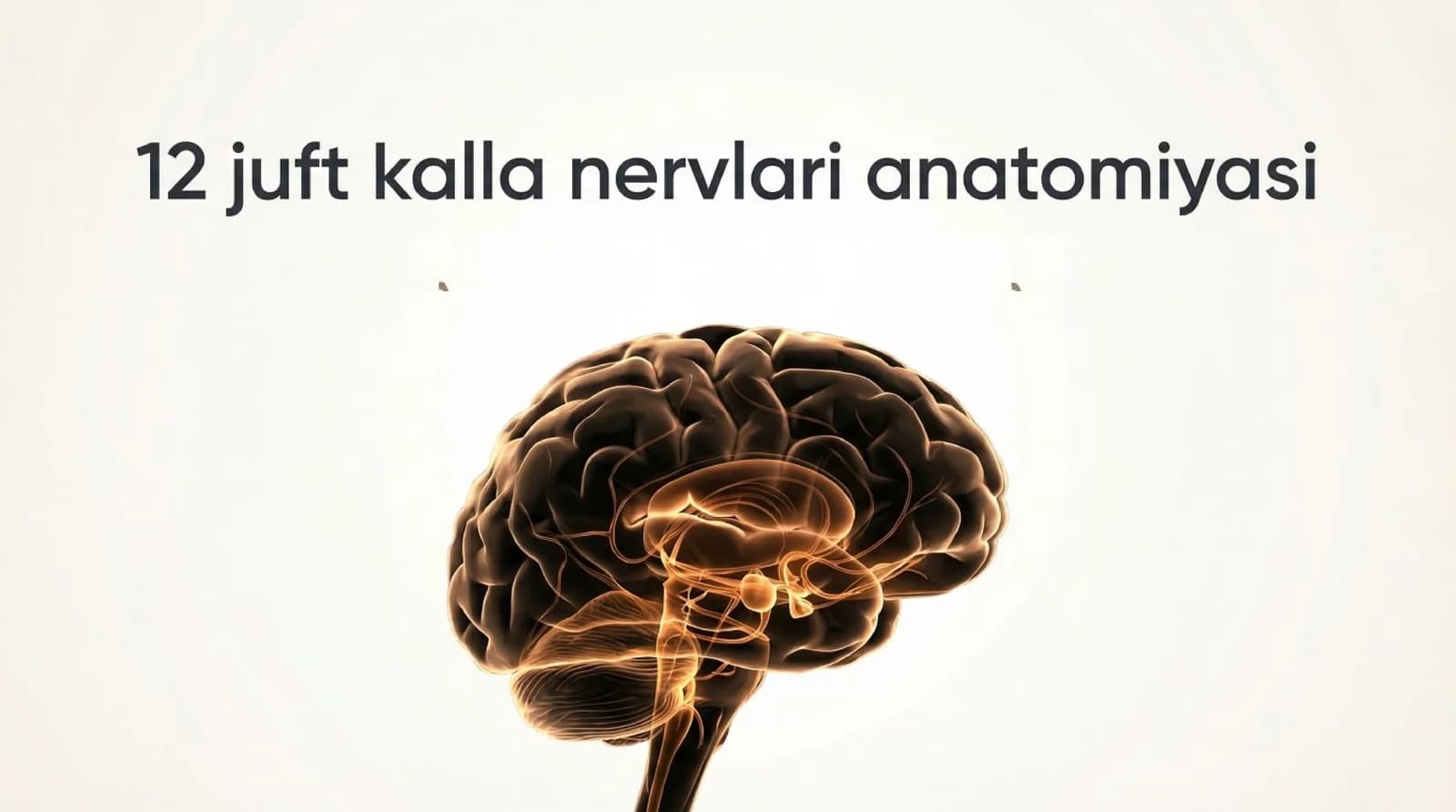 12 juft nerv anatomiyasi