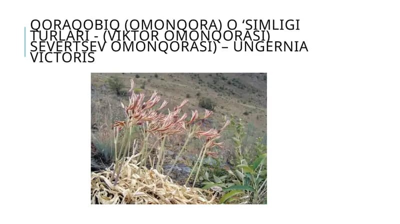 Qoraqobiq (omonqora) o ‘simligi turlari
