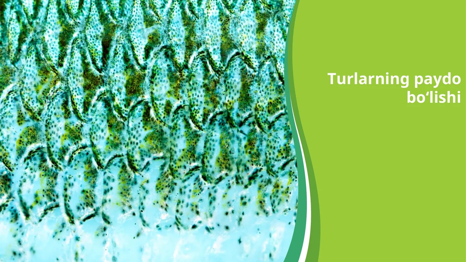 Turlarning paydobo‘lishi
