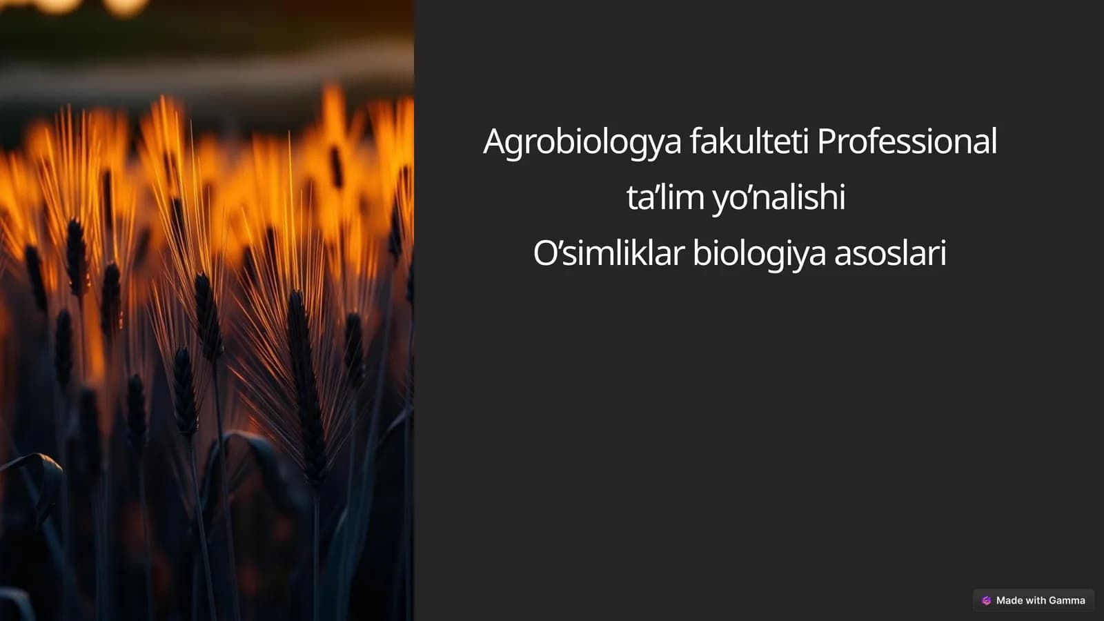 Hosilni  rejalashtirishda  ekish  me’yorining  o‘rni