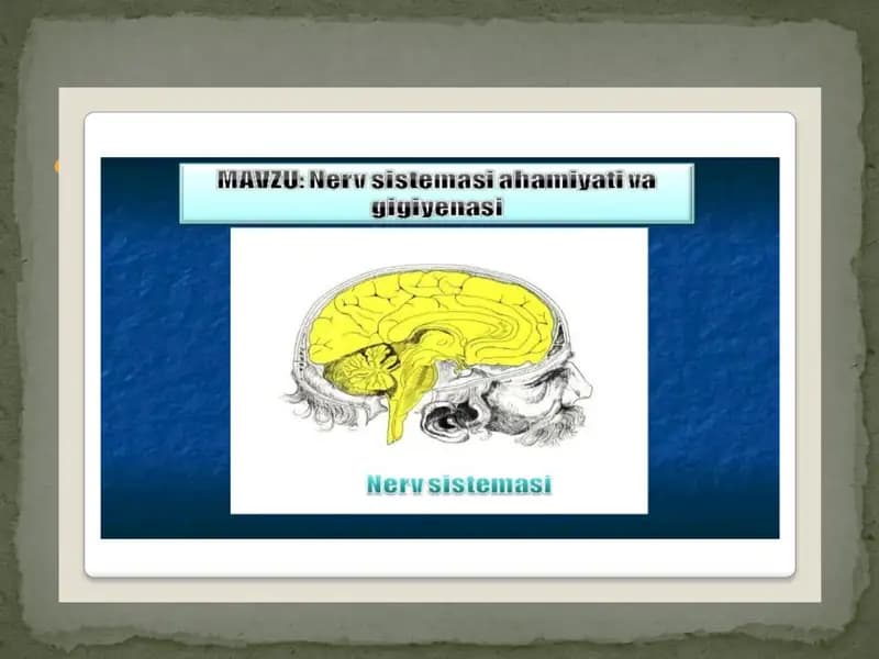 Nervsistemasining Tuzilishi