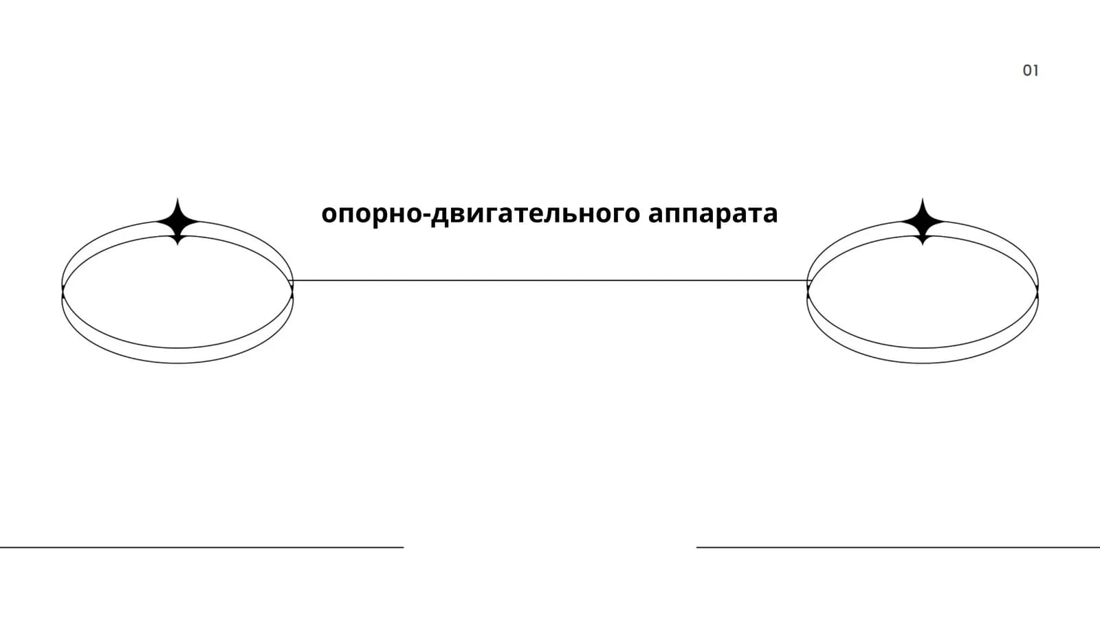Строение и функции скелета человека