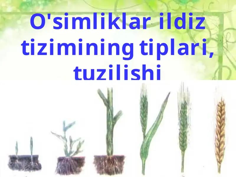 Organlar tuzilishi