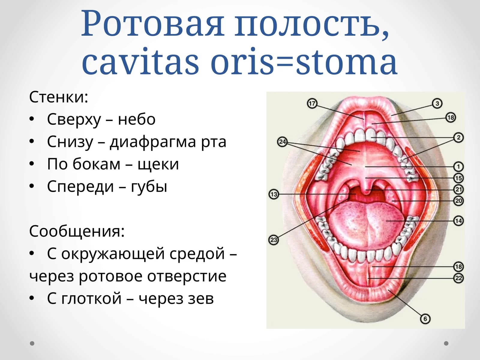 Собственно ротовая полость