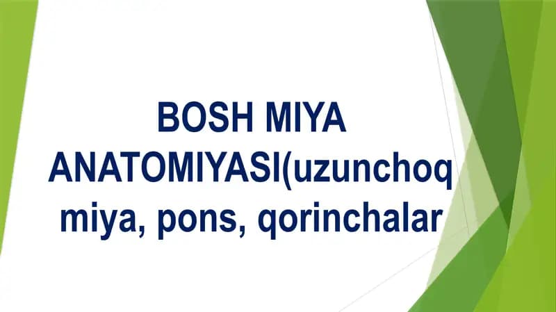 BOSH MIYA ANATOMIYASI (uzunchoq miya, pons, qorinchalar)  Бош мия аратомияси узунчок мия понс коринчалар