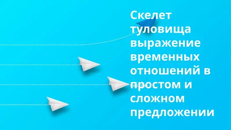 Скелет туловища
