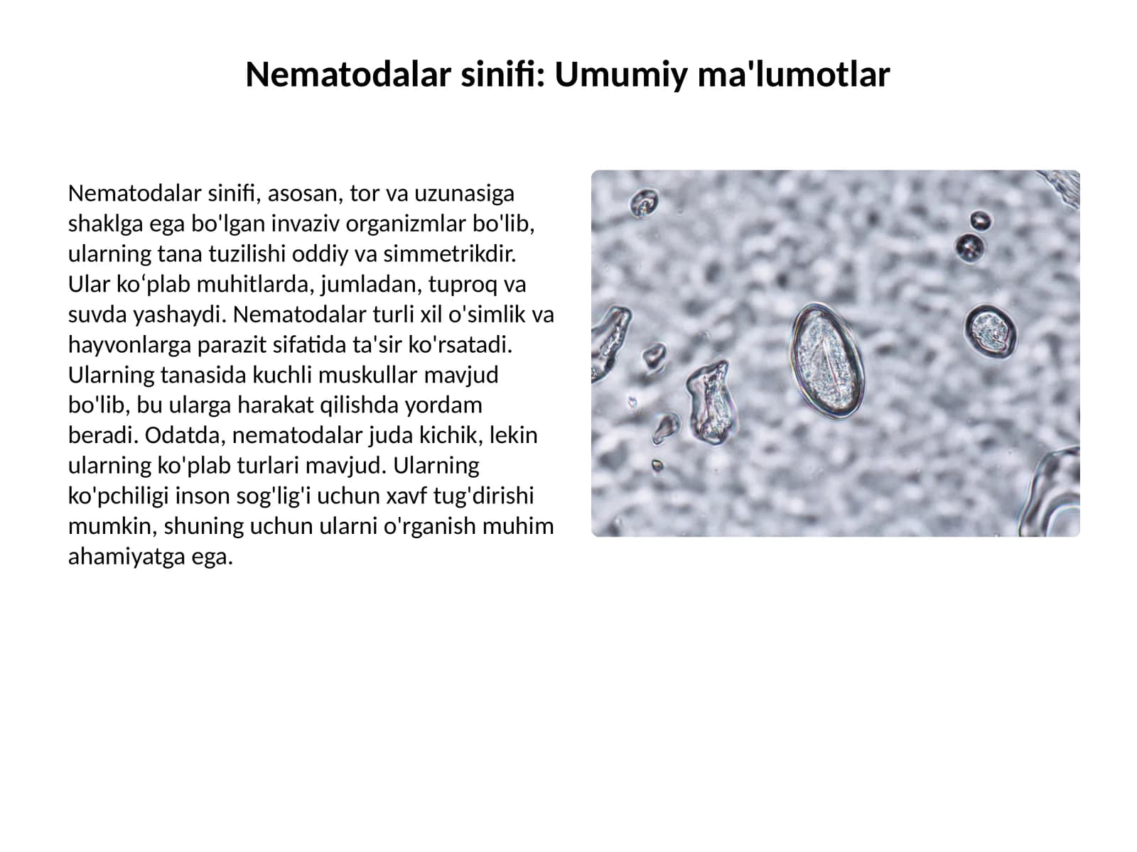 Nematodalar sinifi: Umumiy ma'lumotlar