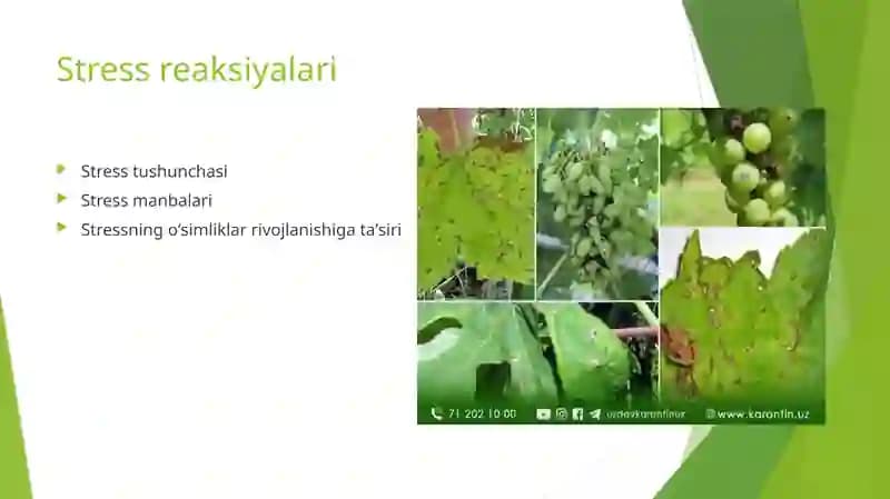 Stress reaksiyalari