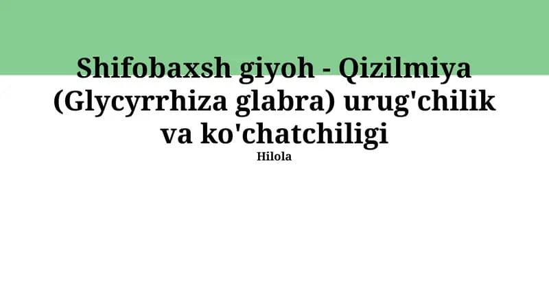 Yalpiz (Glycyrrhiza Glabra) Urug'i Yetishtirish