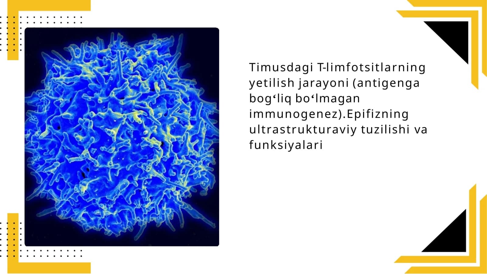 Timusdagi T-limfotsitlarning yetilish jarayoni (antigen ga bog'liq bo'lmagan immunogenez). Epifizning ultrastruktura sivasi va funktsiyalari