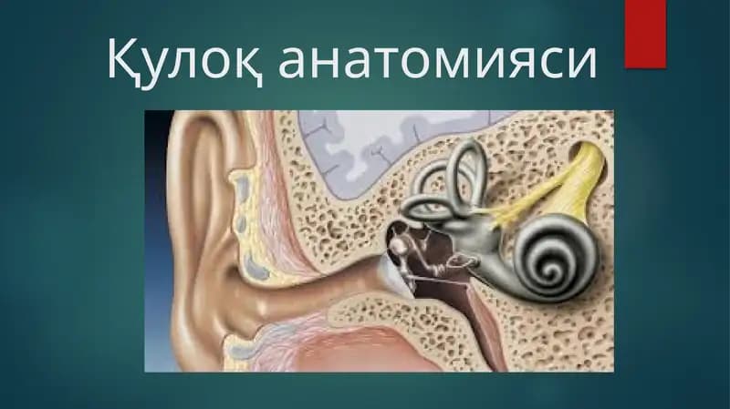 Қулоқ анатомияси