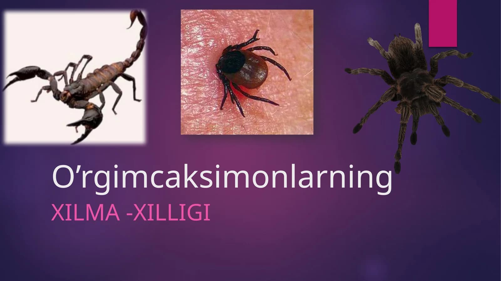 O’rgimcaksimonlarning Xilma-xilligi