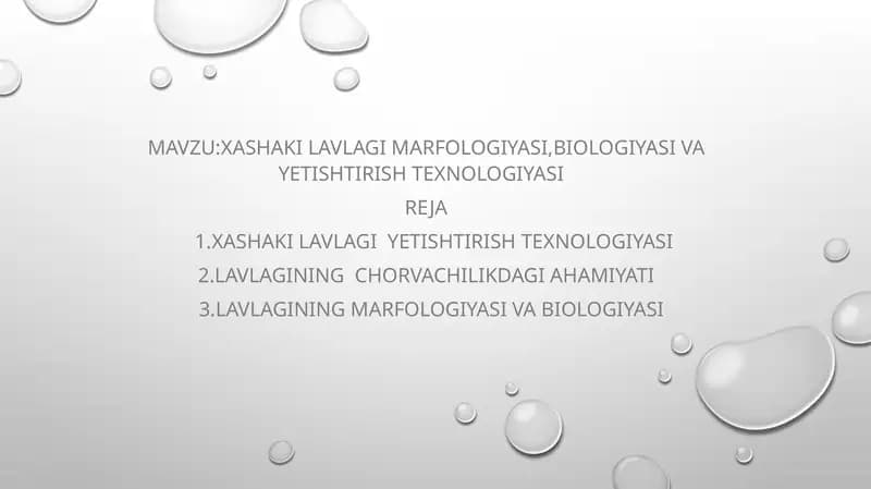 Xashaki lavlagi marfologiyasi, biologiyasi va yetishtirish texnologiyasi