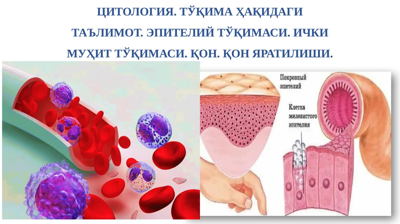 Гистология