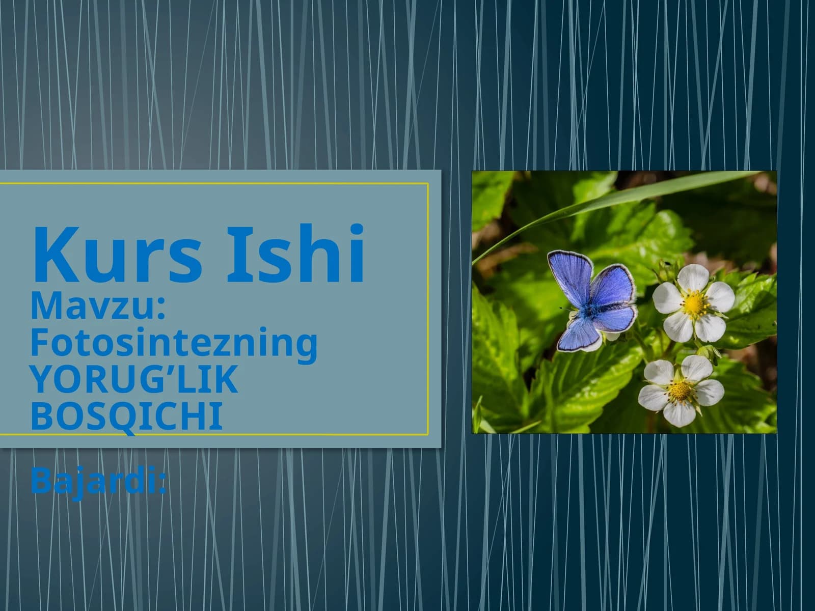 Fotosintezning YORUG’LIK BOSQICHI