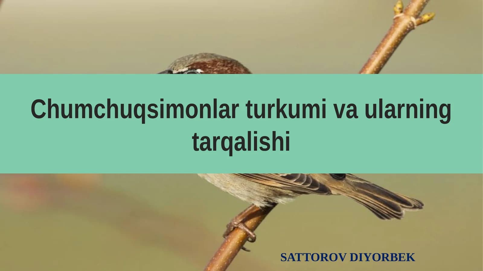 Chumchuqsimonlar Turkumi va Ularning Tarqalishi