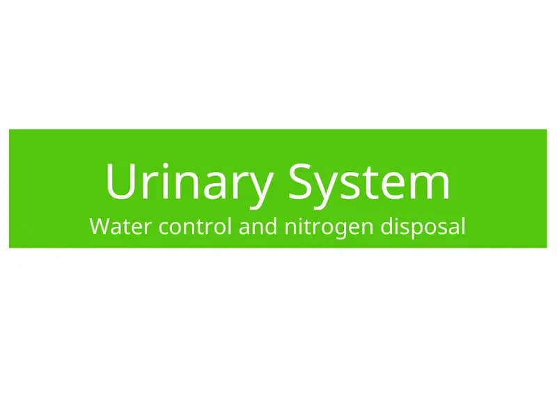 Urinary System