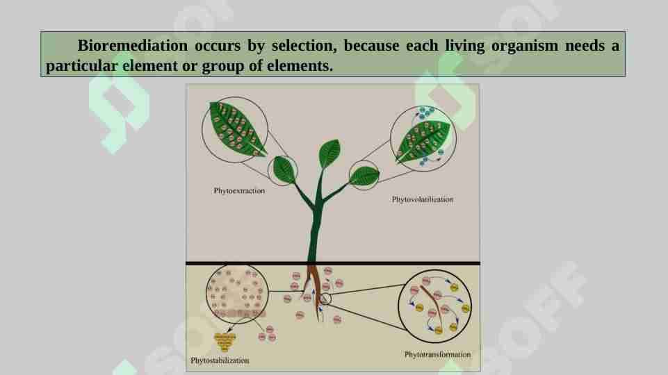Bioremediation occurs by selection, because each living organism needs a particular element or group of elements.