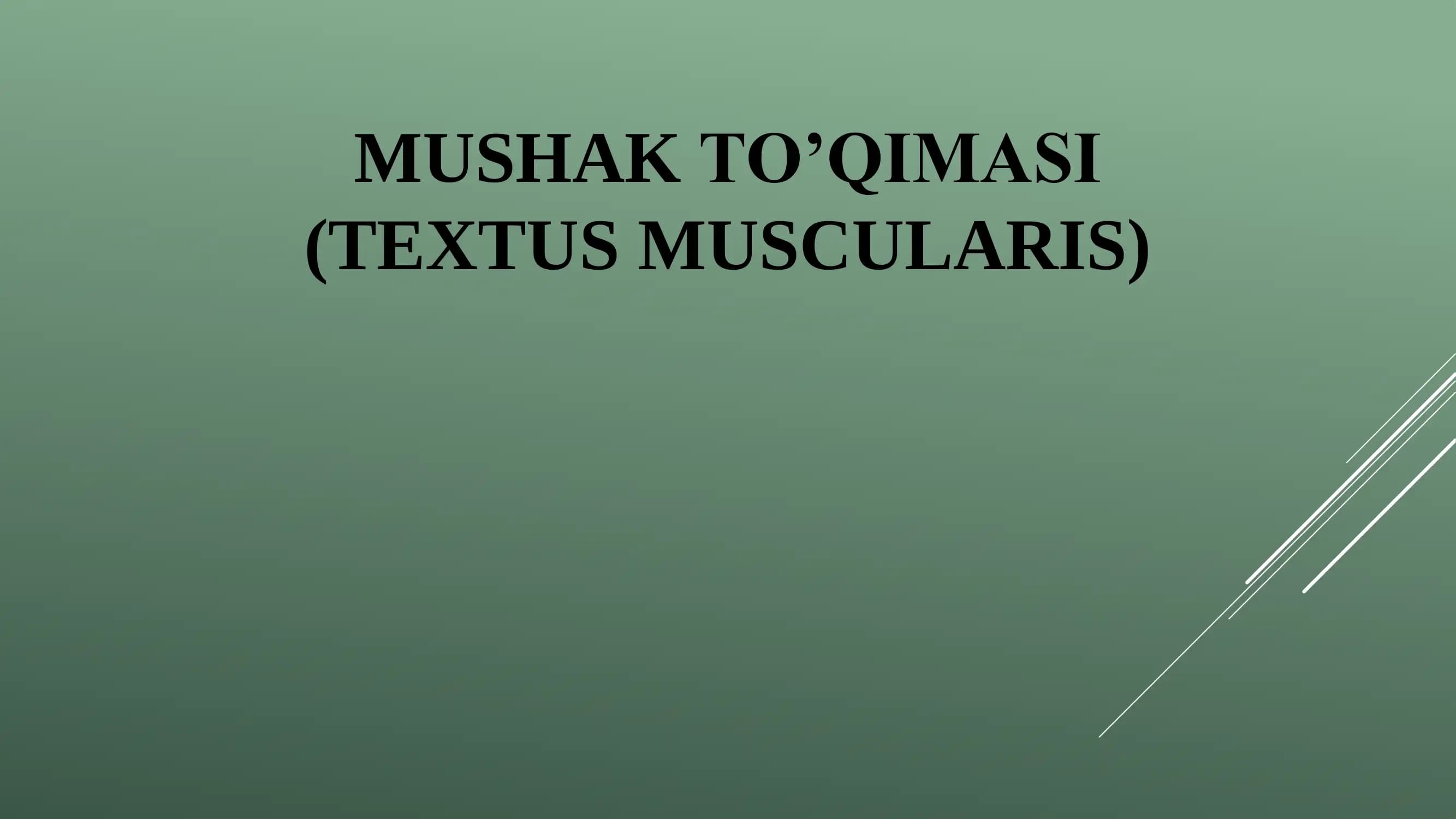 Silliq mushak to’qimasi (Textus Muscularis)