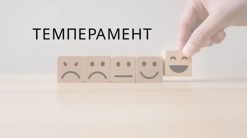 темперамент презентация