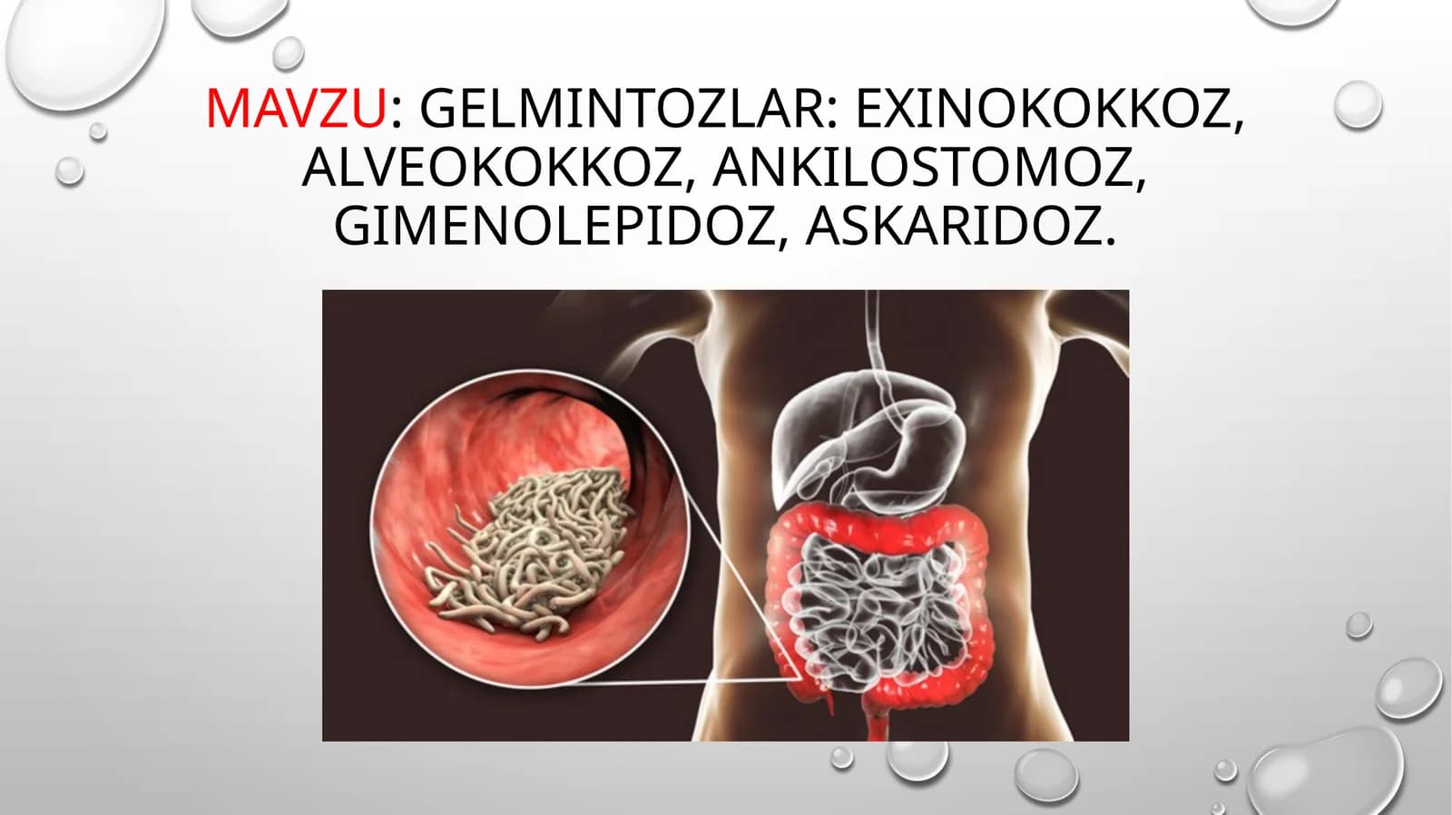 Gelmintozlar: Exinokokkoz, alveokokkoz, ankilostomoz, gimenolepidoz, askaridoz