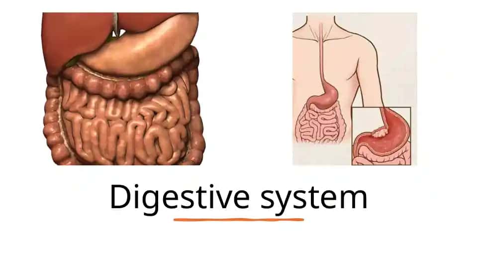 Digestive system