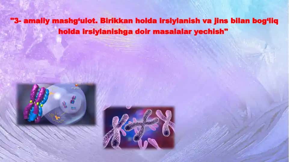Pomidor o‘simligida shoxlarining uzunligi va mevasining shakli bilan bog‘liq genetik hodisalar