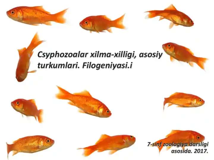 Suyak-tog‘ayli baliqlar