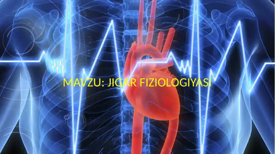 Jigar Fiziologiyasi