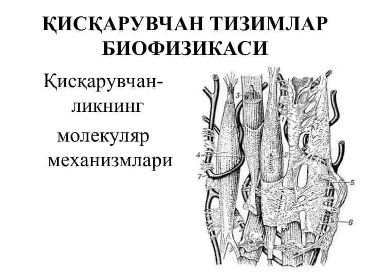 Қисқарувчан тизимлар биофизикаси