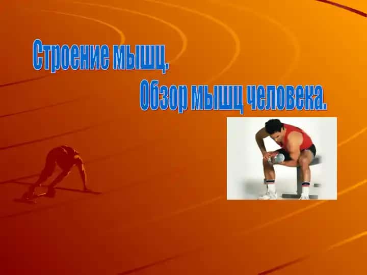 Строение мышц
