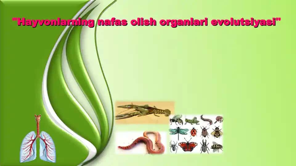 Hayvonlarning nafas olish organlari evolutsiyasi
