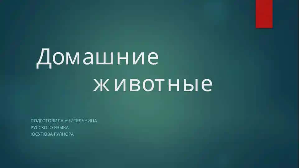 Домашние животные