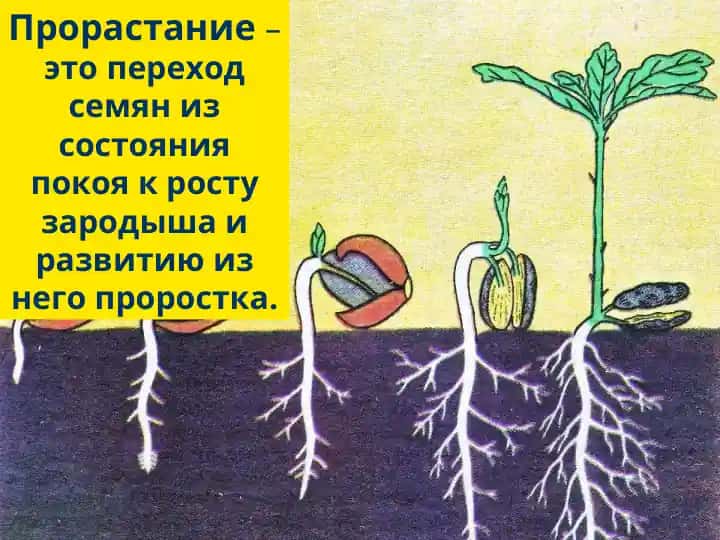 Прорастание семян