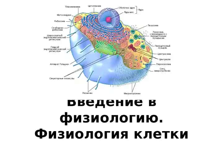 Введение в физиологию. Физиология клетки