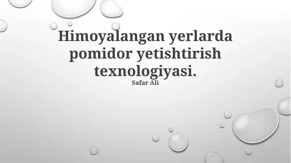 Pomidor yetishtirish texnologiyasi