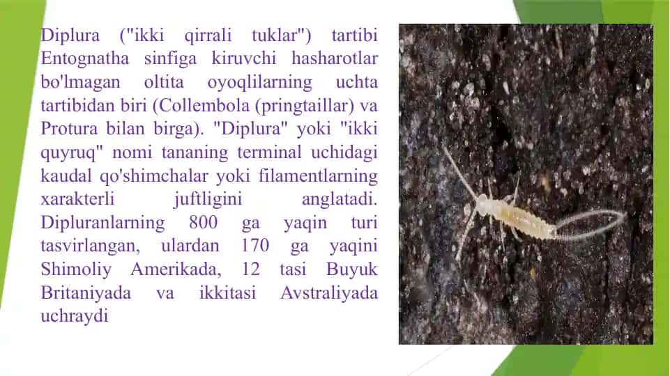 Diplura