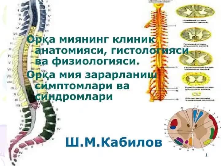 Орқа миянинг клиник анатомияси, гистологияси ва физиологияси