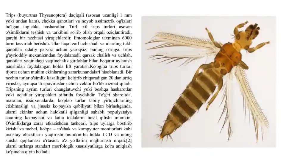 Trips (buyurtmaThysanoptera)