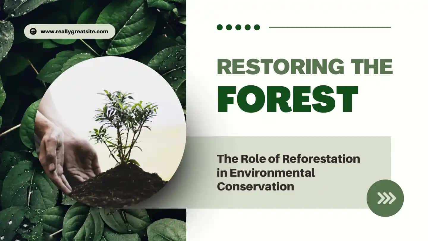 RESTORING THE FOREST