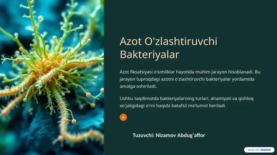 Azot O'zlashtiruvchi Bakteriyalar