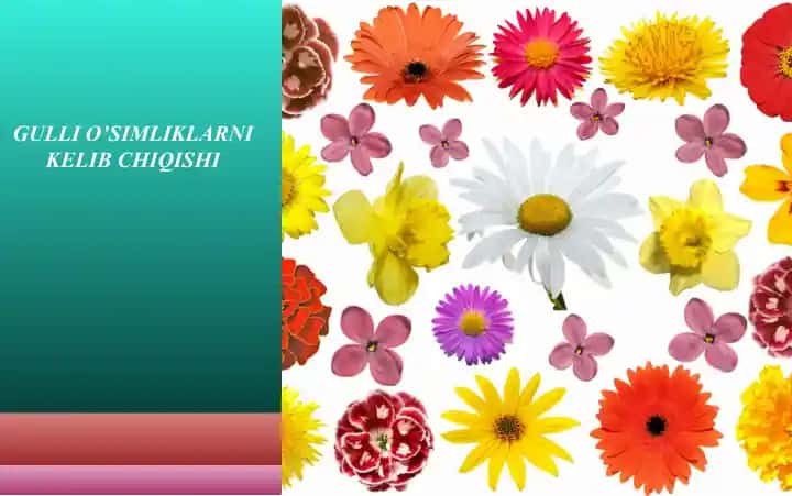 GULLI O’SIMLIKLARNI KELIB CHIQISHI