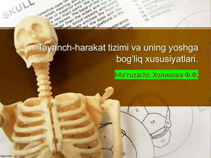 Tayanch-harakat tizimi va uning yoshga bog’liq xususiyatlari
