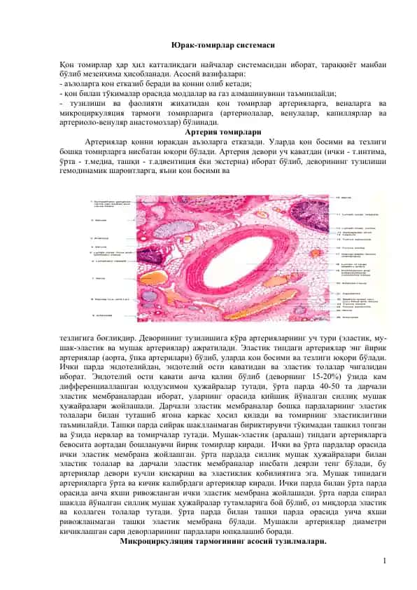 Юрак-томирлар системаси