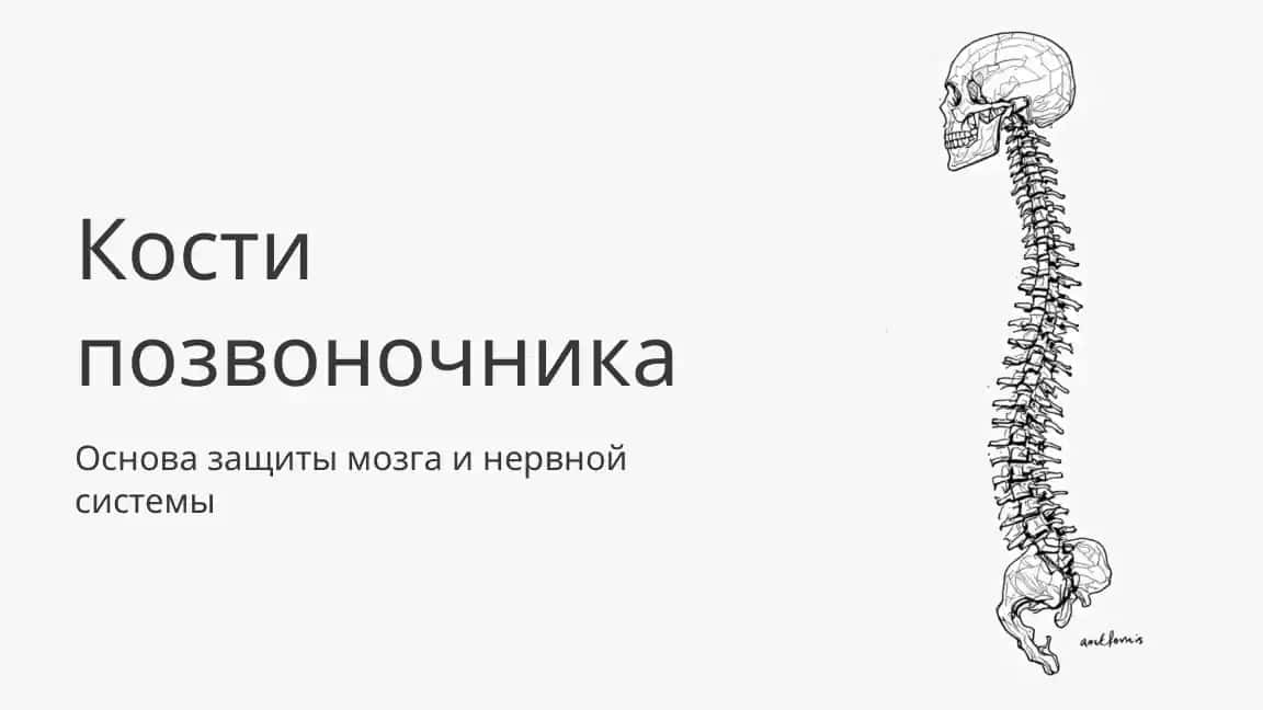 Позвоночник