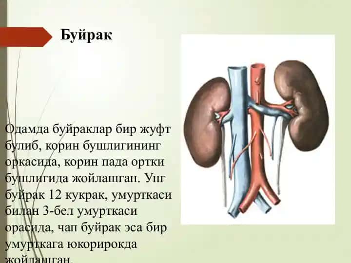 Bujrak tuzilishi va nefronlar