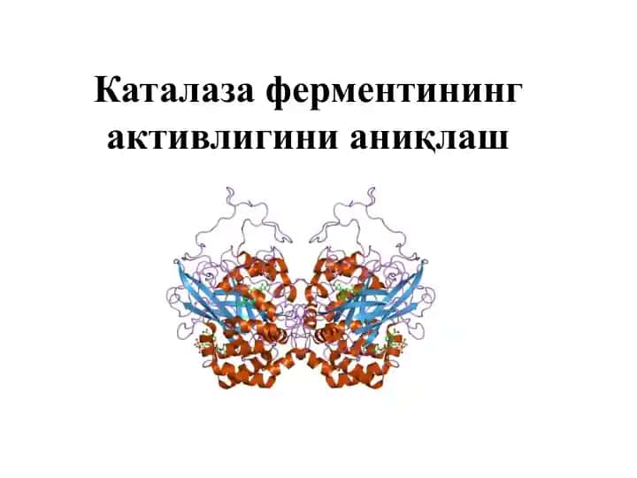 Каталаза ферментининг активлигини аниқлаш