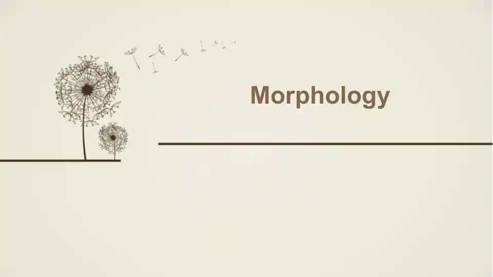 Morphology